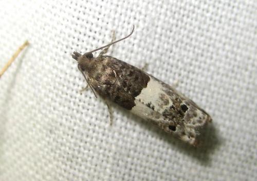 Réf. 196 524 : Notocelia sp.